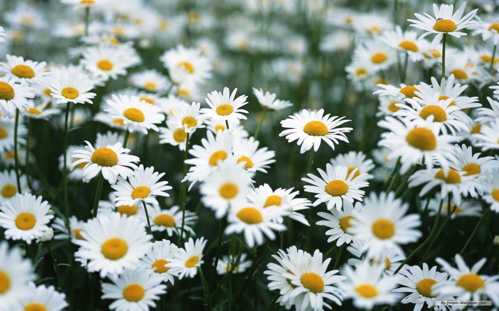 Gänseblümchen